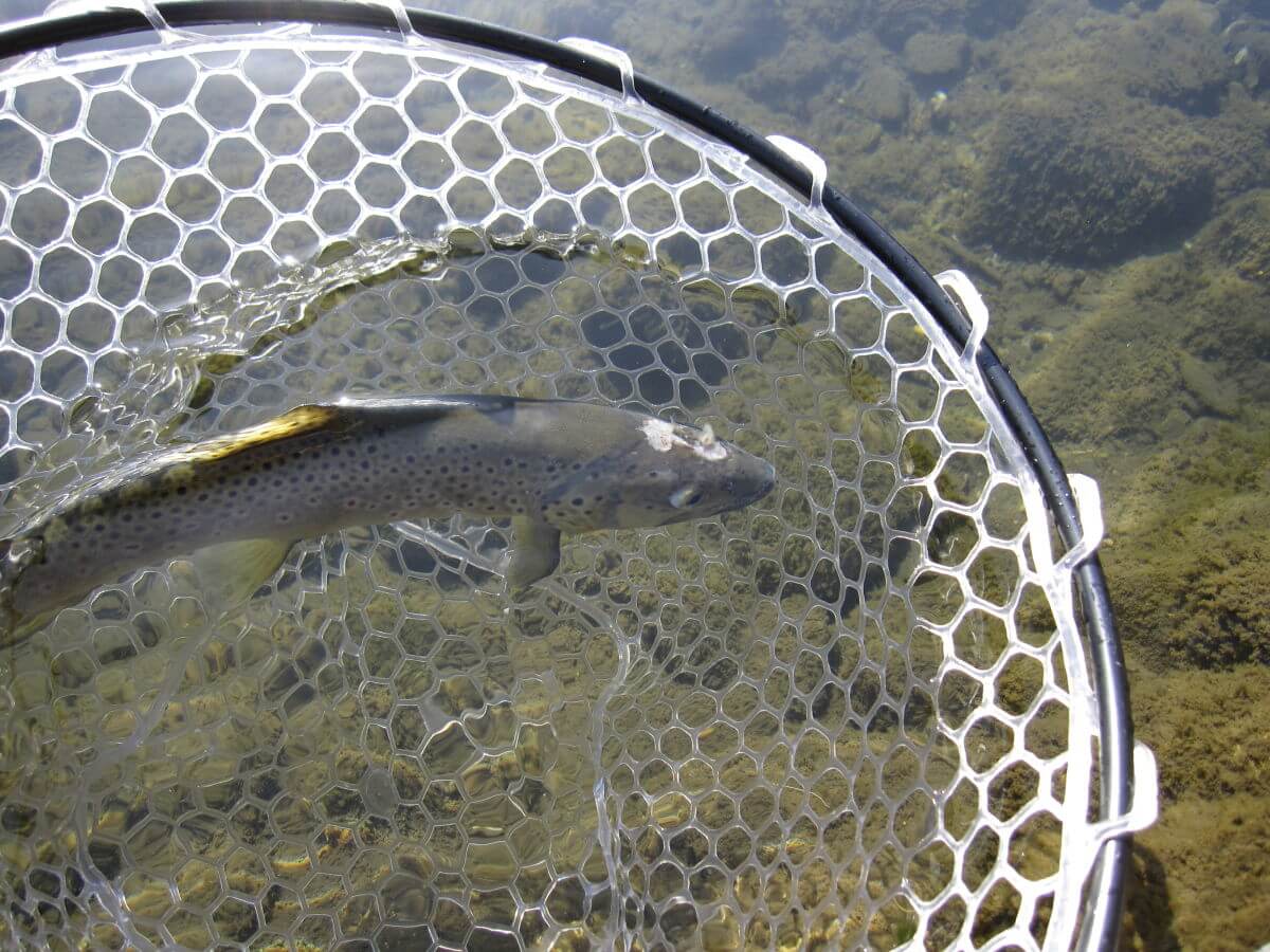 ブラウントラウトって美味しくないような気がする でも狙って釣れるんです ポテポテの月イチ管釣り 毎日子育て