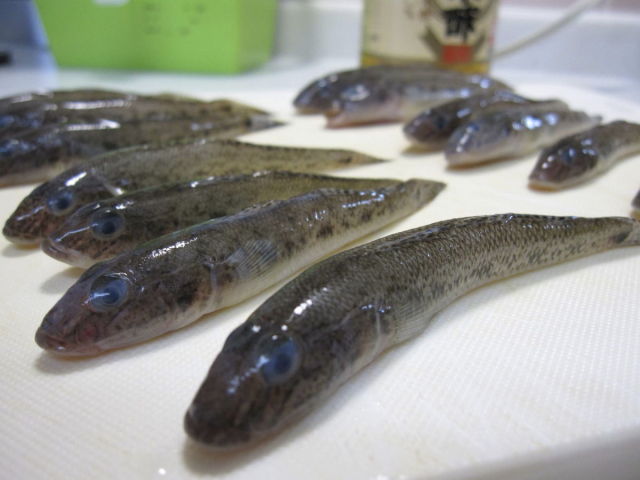 楽しかった江戸川放水路のボートハゼ釣り 結構いいサイズだったのでお刺身にもチャレンジ ポテポテの月イチ管釣り 毎日子育て