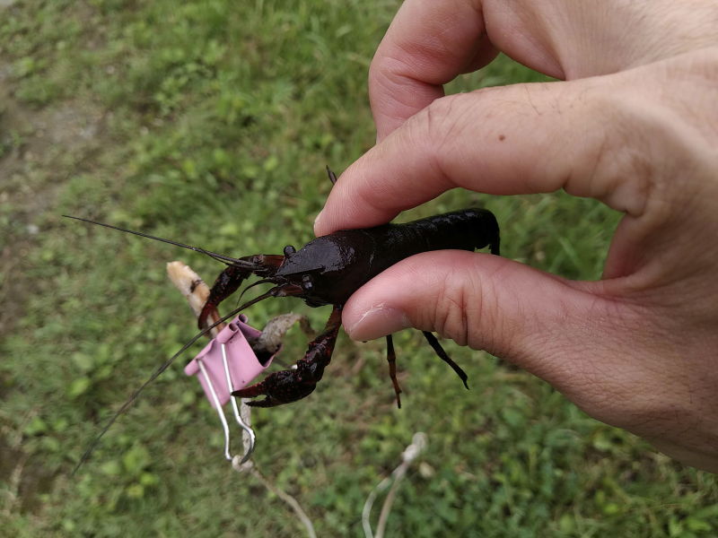 アメリカザリガニを食べる ザリガニは立派な食材だと思うけど 可食部分が少なすぎるー ポテポテの月イチ管釣り 毎日子育て