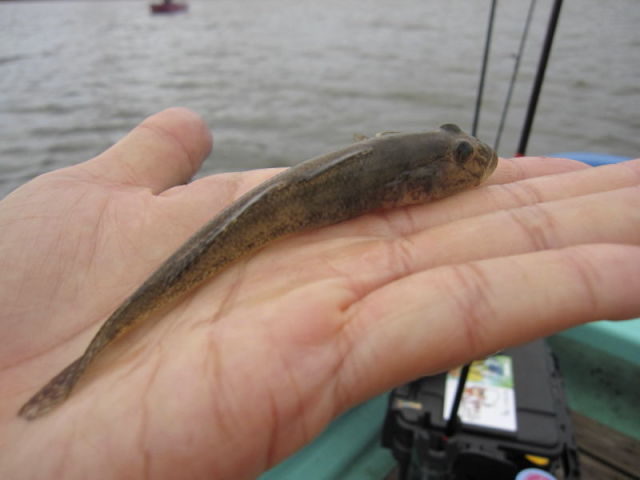 年8月末のハゼ釣り 釣れる 釣れるぞ 江戸川放水路のハゼの量凄い これぞボートハゼの醍醐味 ポテポテの月イチ管釣り 毎日子育て