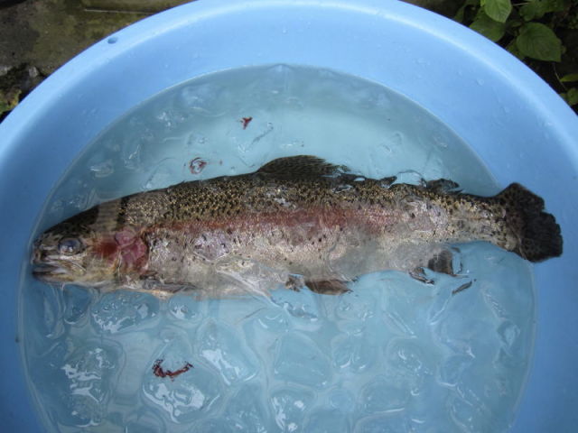 その魚リリースするんですか え それ死んじゃうよね 個人で心配してもどうしようもない事 ポテポテの月イチ管釣り 毎日子育て